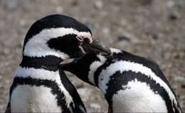 Image of Magellanic Penguin