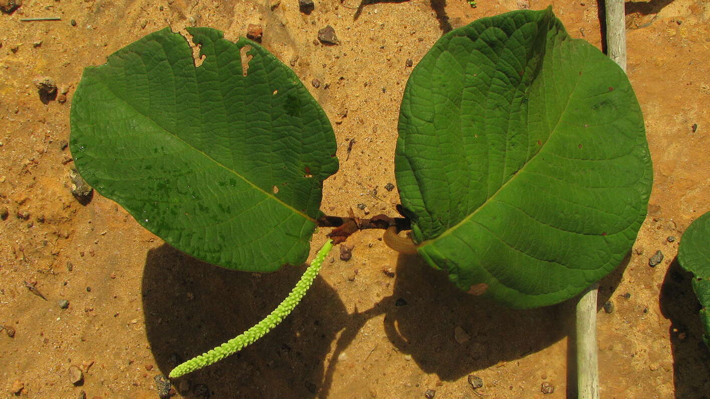 Coccoloba alnifolia Casar. resmi