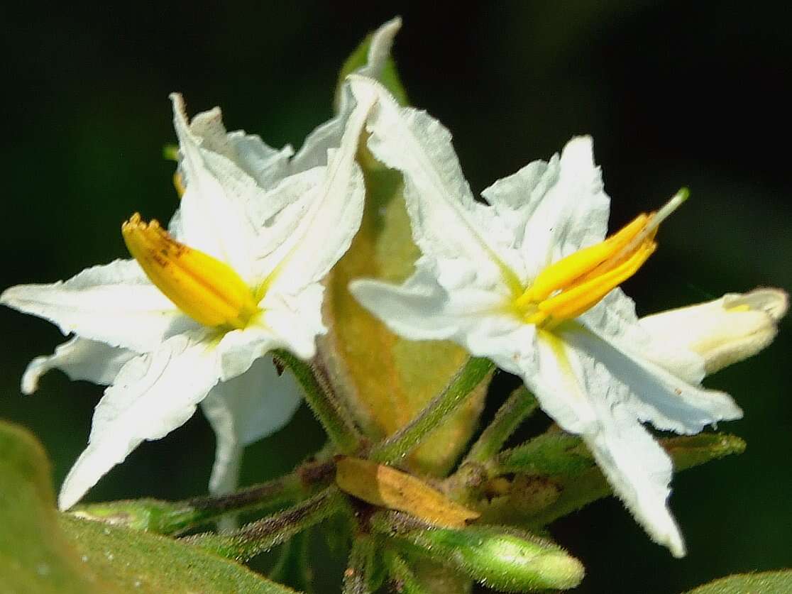 Imagem de Solanum torvum Swartz