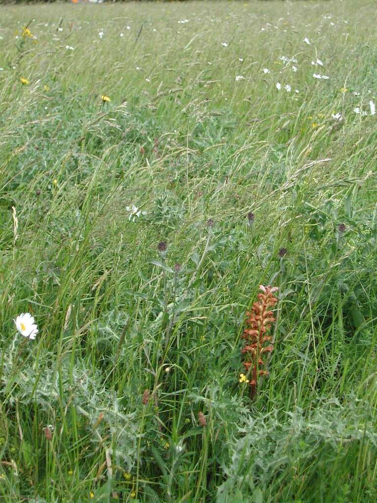 Imagem de Orobanche lutea Baumg.