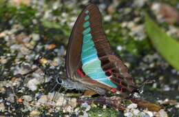 Image of Graphium sarpedon luctatius