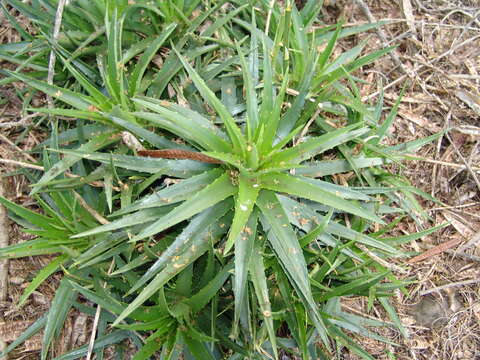 Image of dyckia