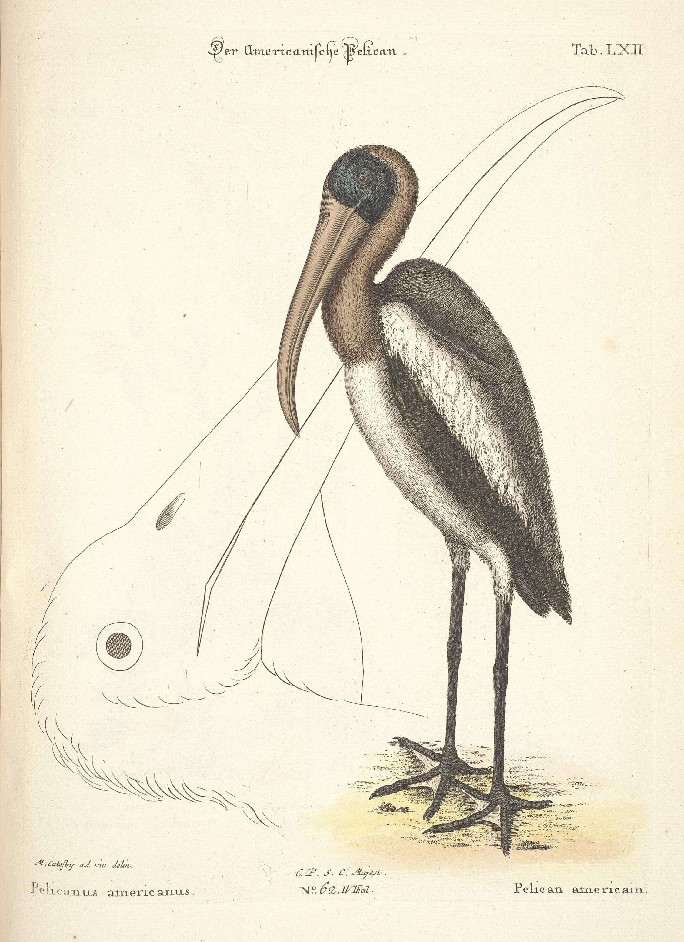 Image of Mycteria Linnaeus 1758