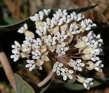 Image of pinewoods milkweed