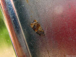 Image of red-barred tortrix