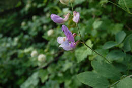 Lathyrus pauciflorus var. utahensis (M. E. Jones) R. J. Davis resmi