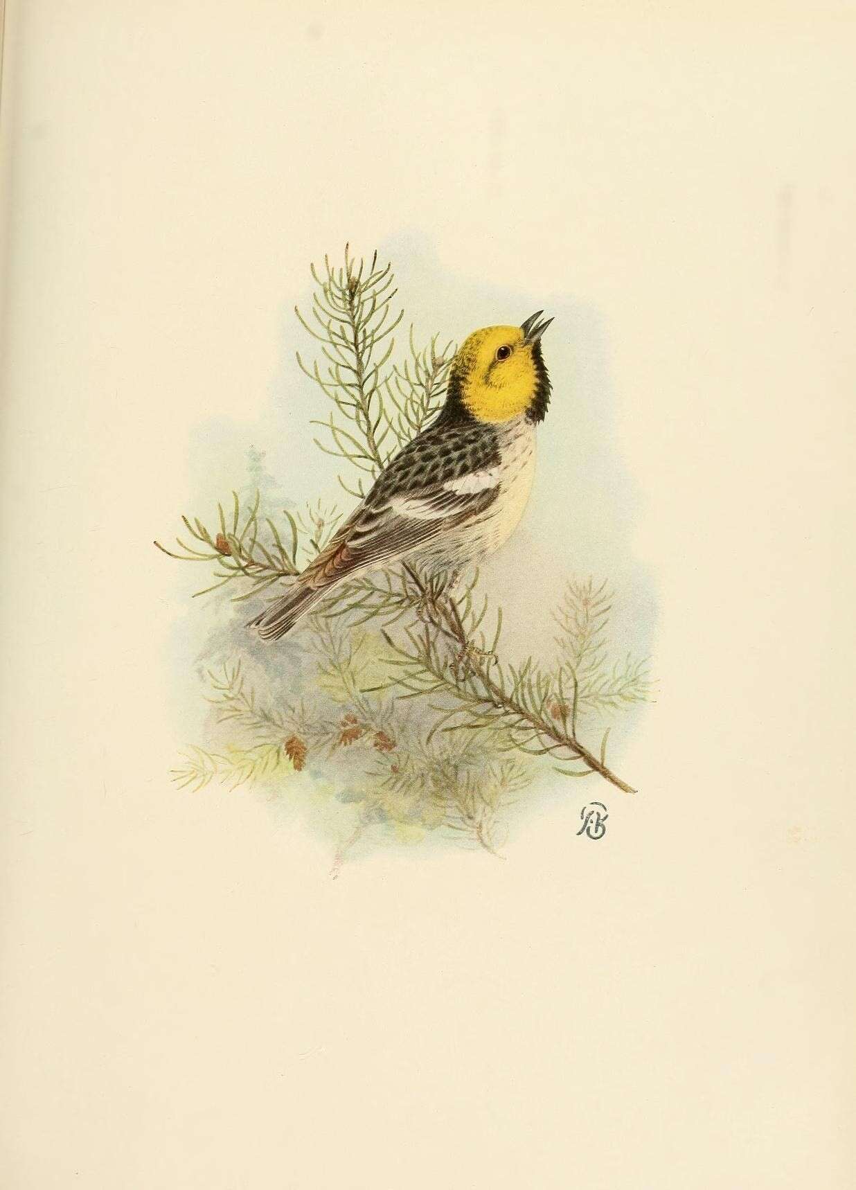 Image of Setophaga Swainson 1827