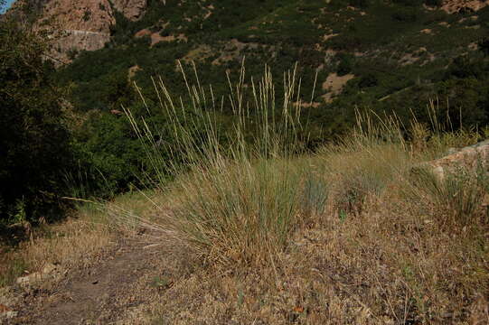 Image of bluebunch wheatgrass