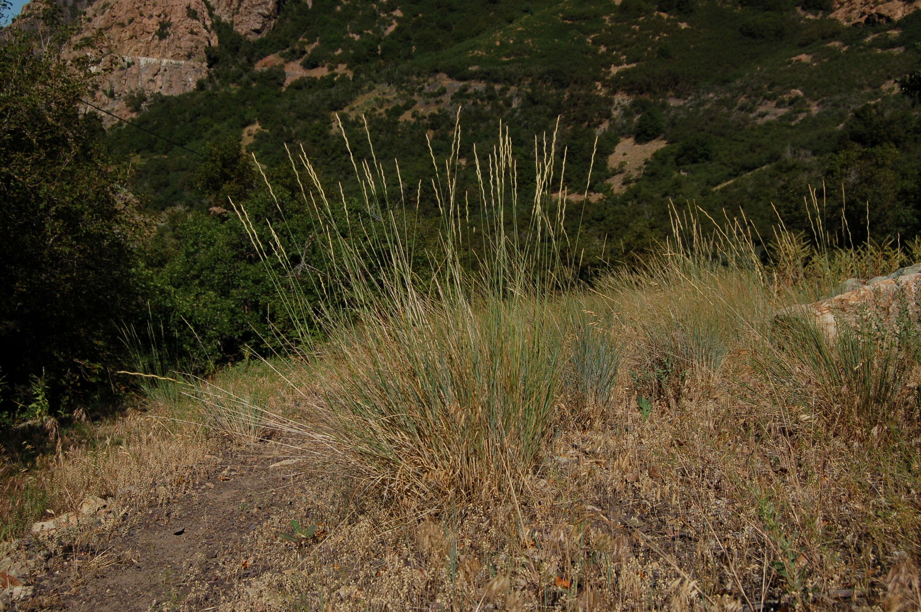 Image of bluebunch wheatgrass