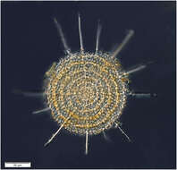 Image of radiolarians