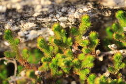 Image of Arizona spikemoss