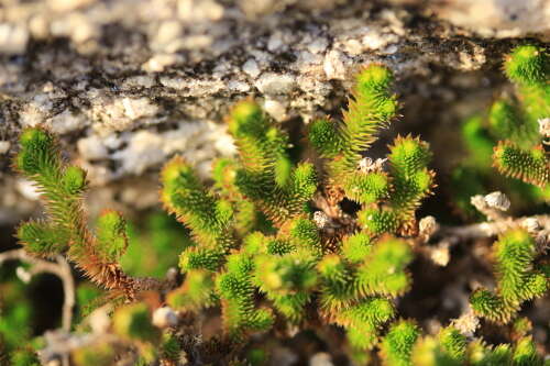 Image of Arizona spikemoss