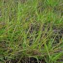 Image of hardstem lovegrass
