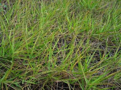 صورة Eragrostis atropioides Hildebr.