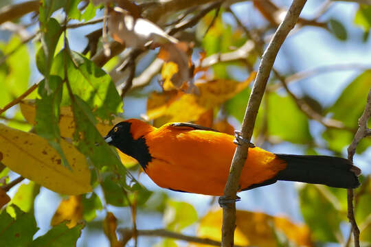 Imagem de Icterus croconotus (Wagler 1829)