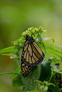 Image of Monarch Butterfly