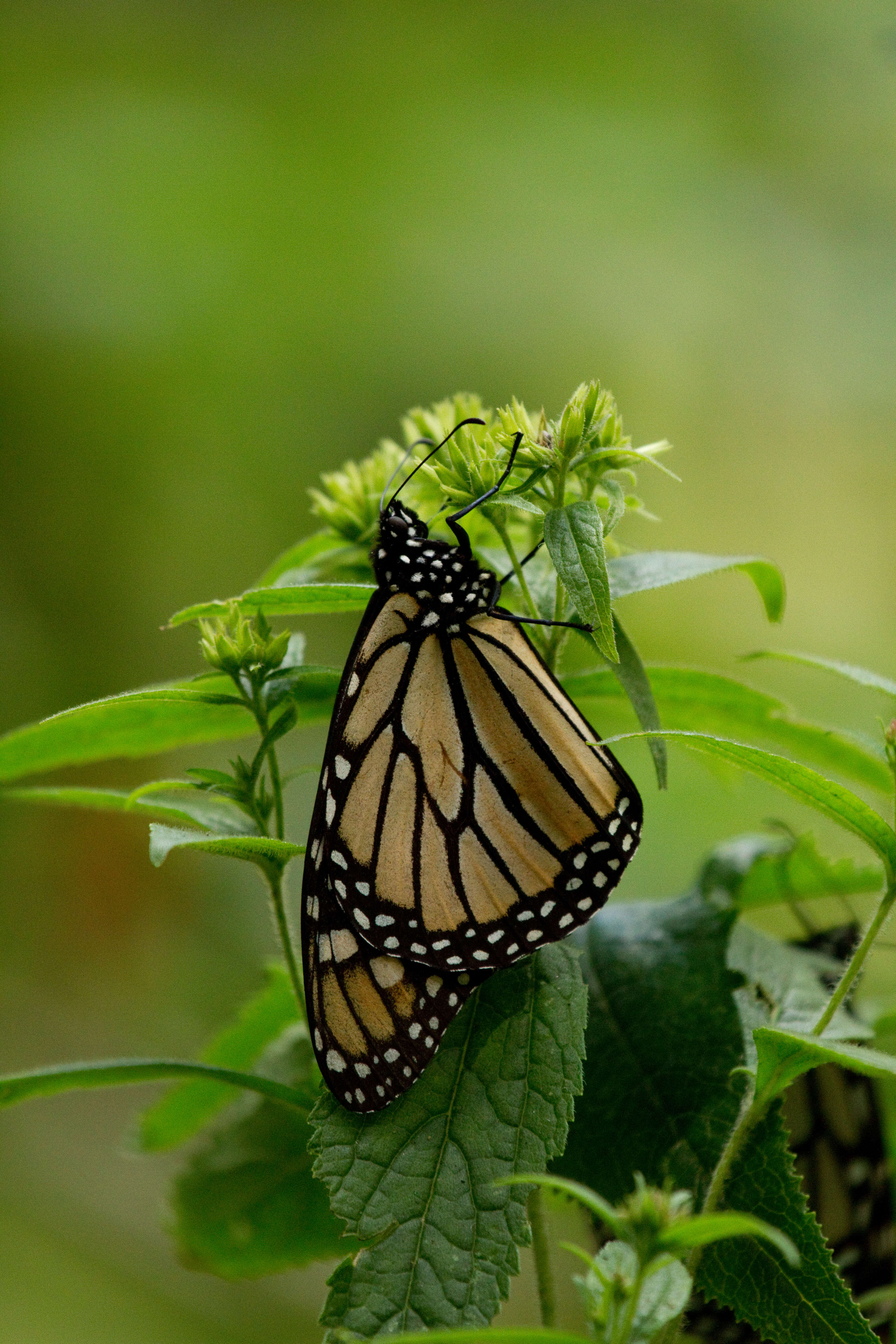 Image of Monarch Butterfly