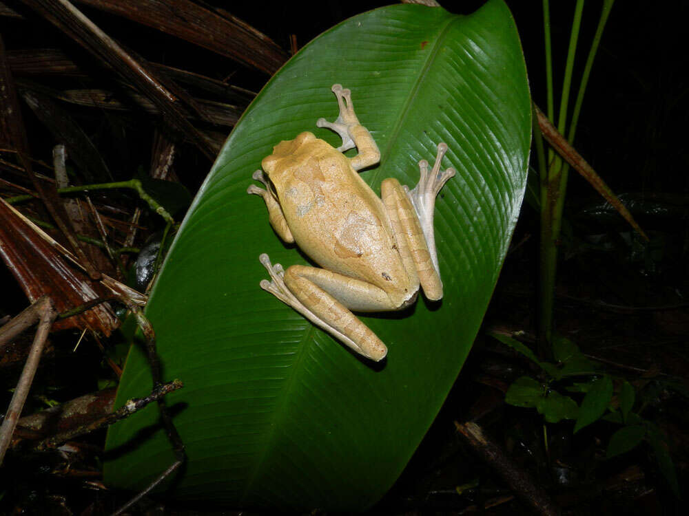 Image of Mexican Treefrogs