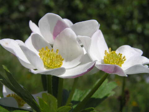 Image of Snowdrop Anemone