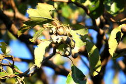 Image of tropical almond