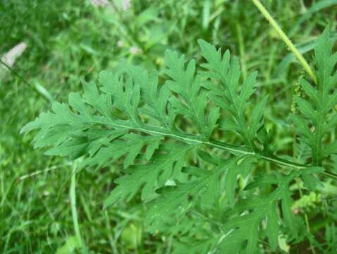 Image of annual ragweed