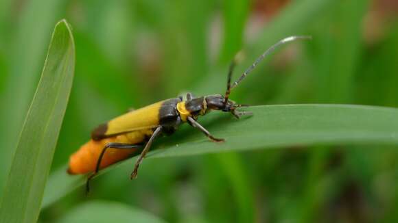 Image of Chauliognathus imperialis