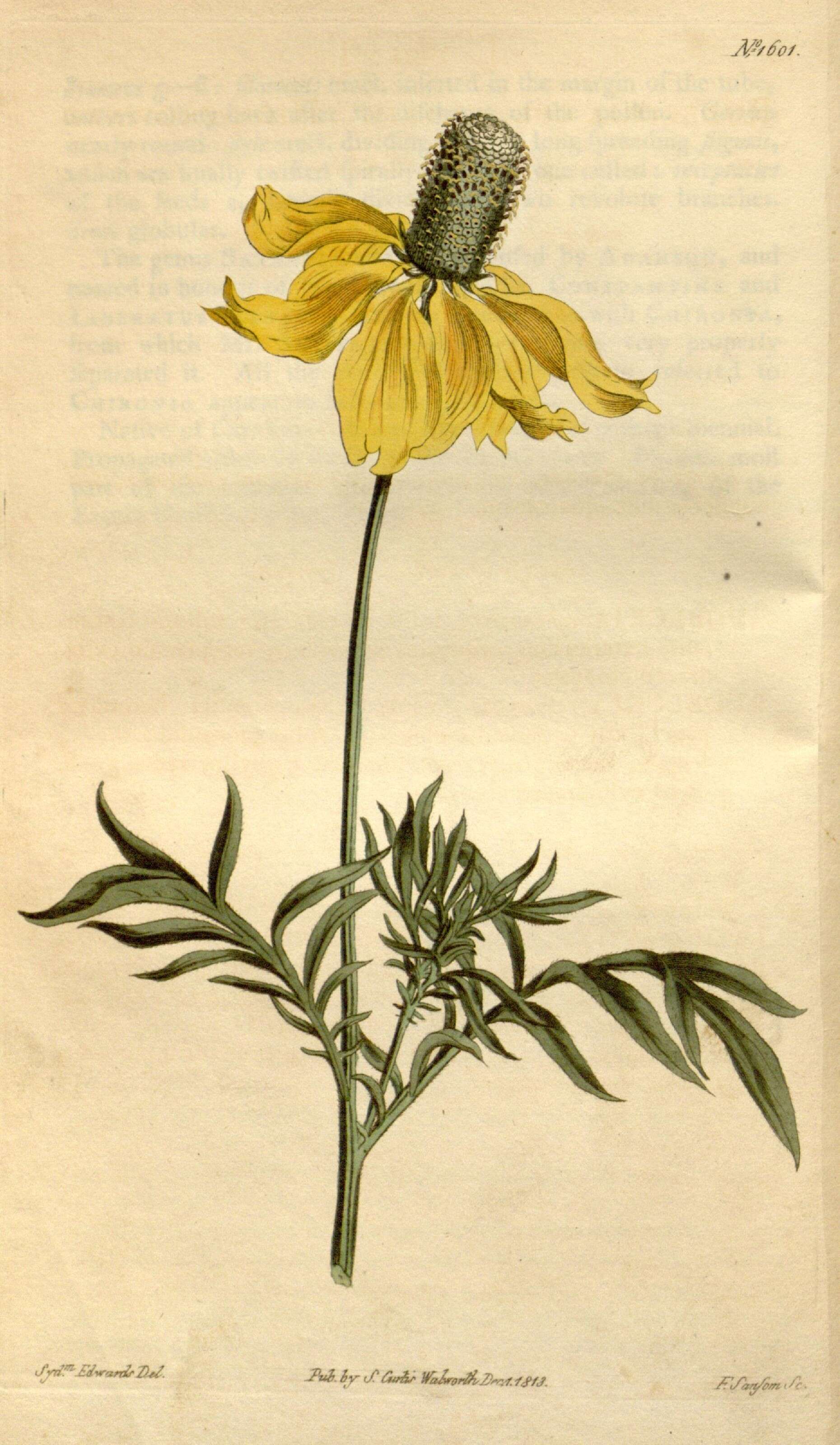 Image of prairie coneflower