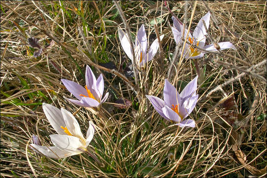 Image of Crocus reticulatus Steven ex Adam