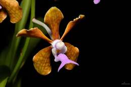 Image of Vanda bensonii Bateman