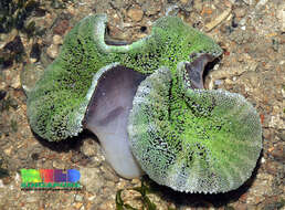 Image of Haddon's Carpet Anemone