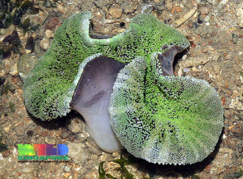 Image of Haddon's Carpet Anemone