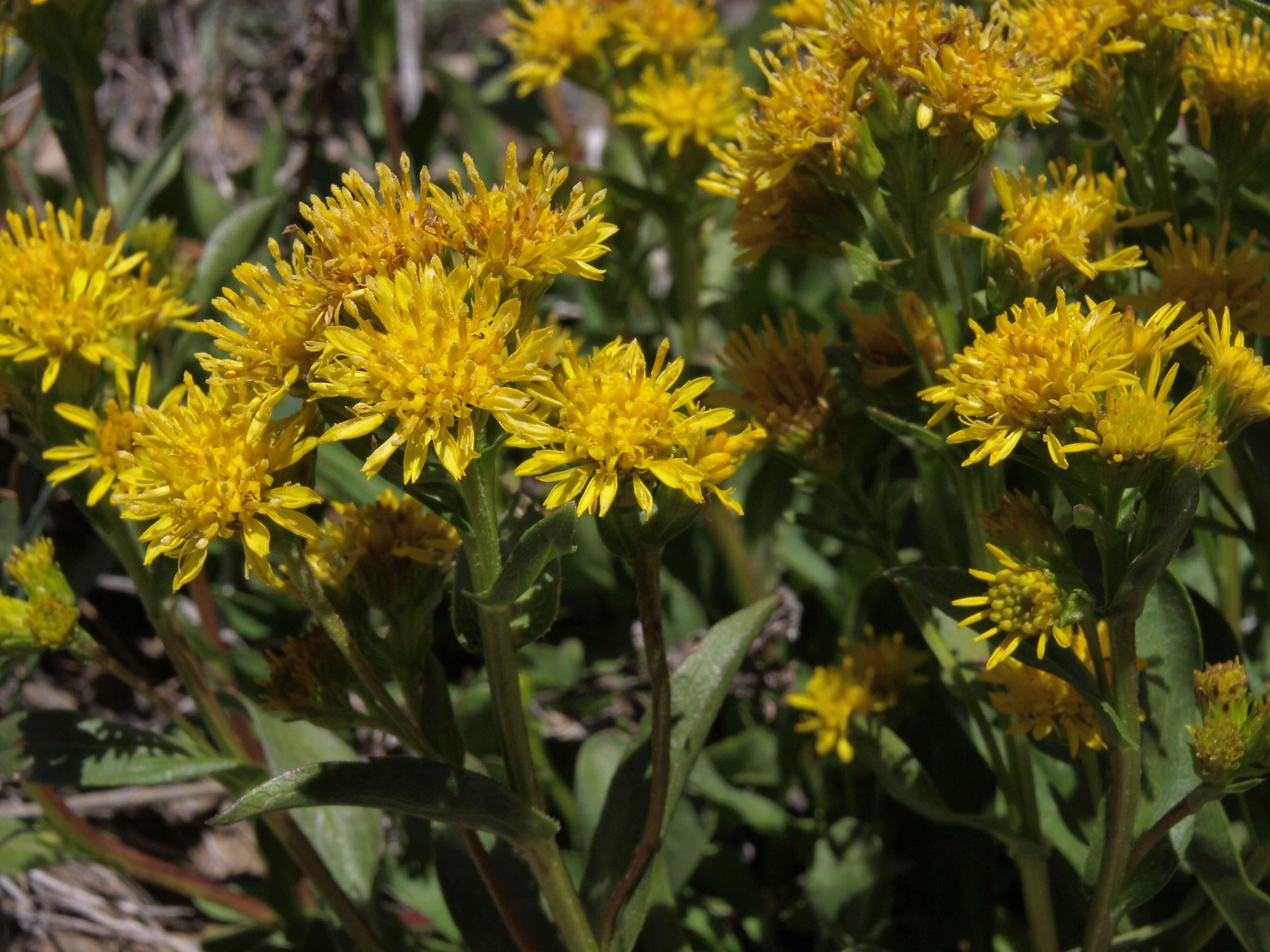 Image of goldenrod