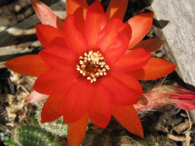 Image of Easter Lily Cactus