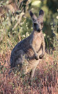 Image of Red kangaroo