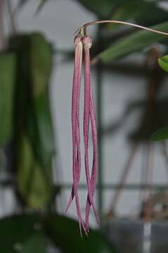 Image of Bulbophyllum plumatum Ames