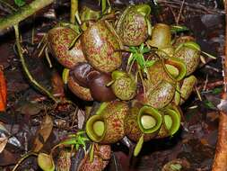 Image of Flask-Shaped Pitcher-Plant