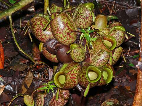 Image de Nepenthes ampullaria Jack