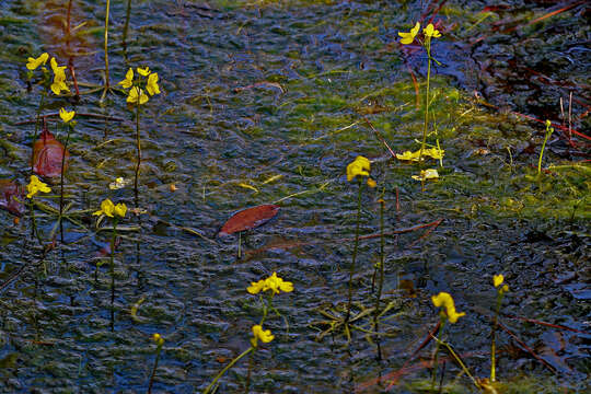 Image of Swollen Bladderwort