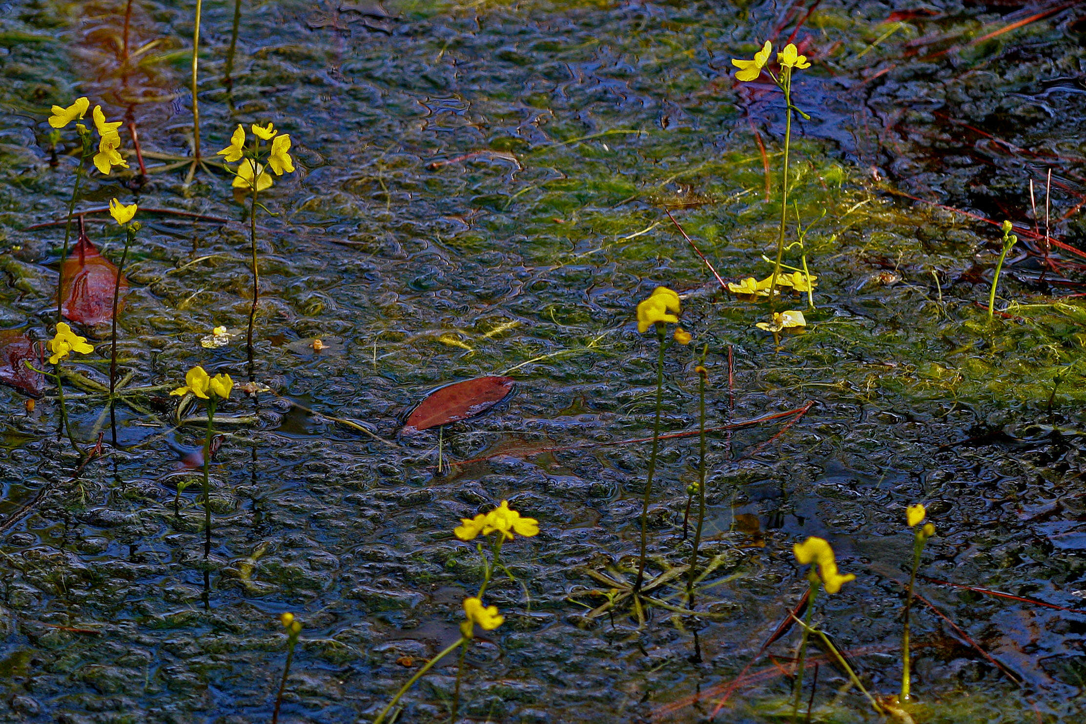 Слика од Utricularia inflata Walt.