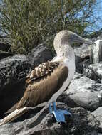 Image of gannets and boobies