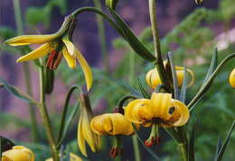 Lilium pyrenaicum Gouan resmi