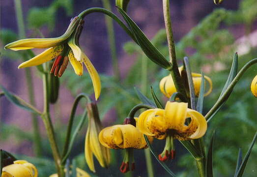 Image of Lilium pyrenaicum Gouan