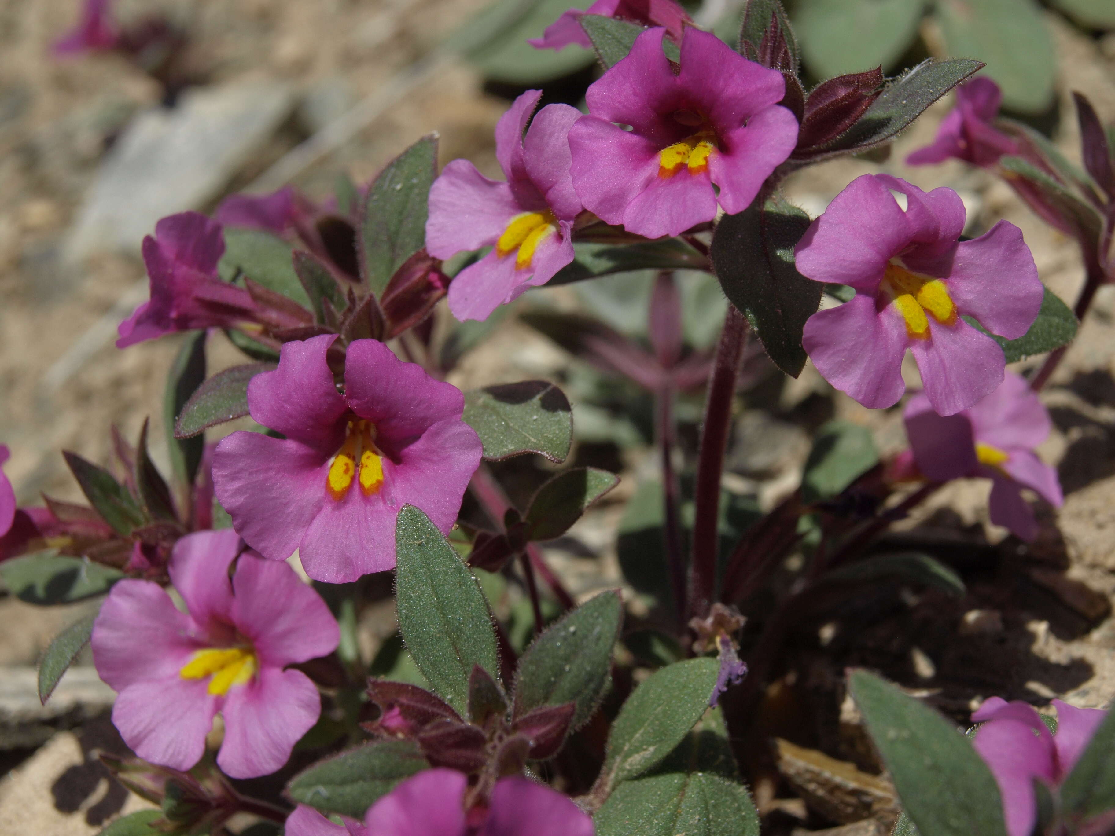 Image of annual redspot monkeyflower