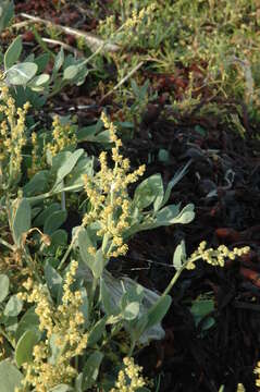 Image of sea-purslane