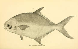 Image of Florida Pompano