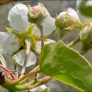 Image of Pyrus communis subsp. pyraster (L.) Ehrh.