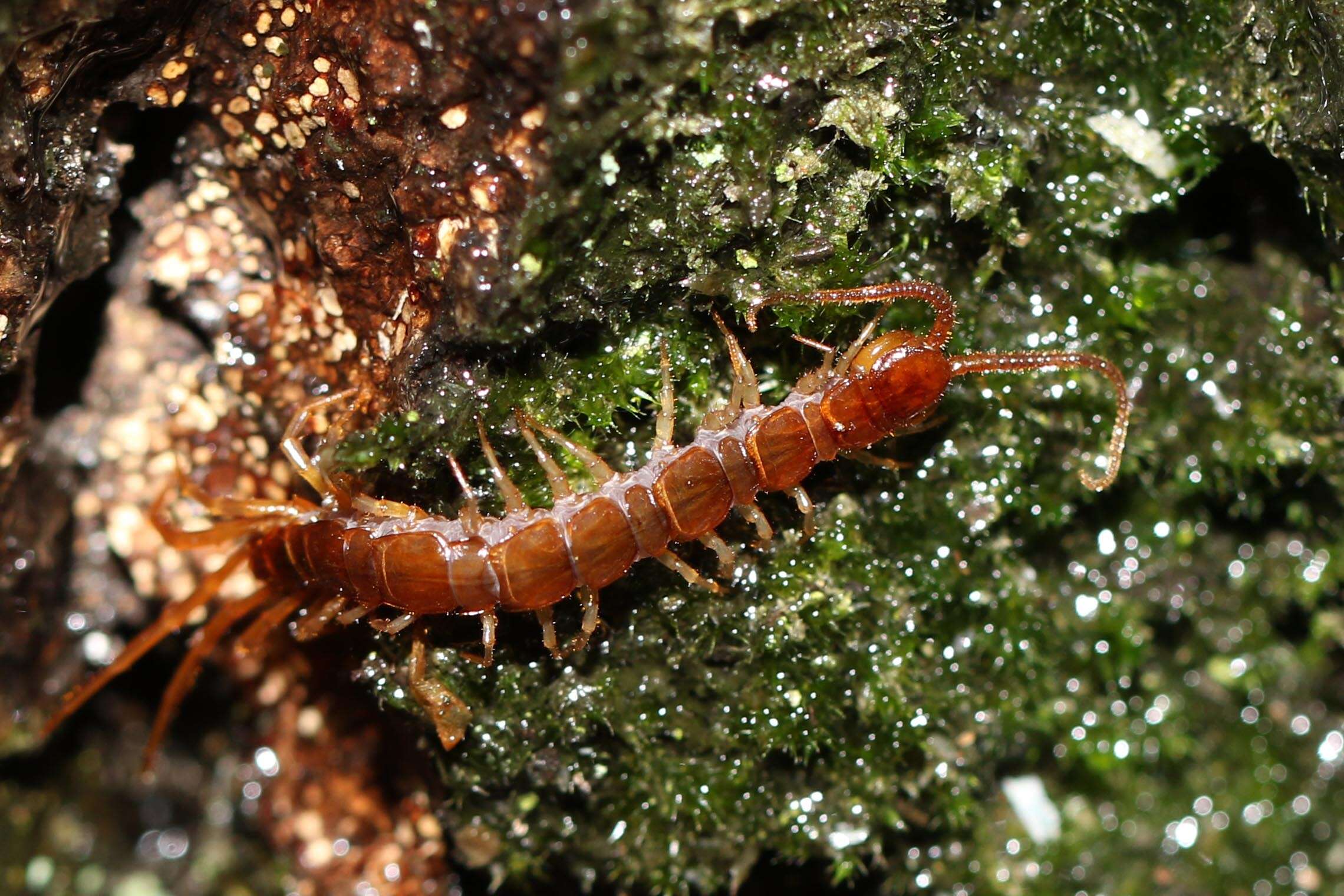 Image of myriapods