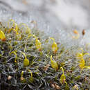 Image of pulvinate dry rock moss