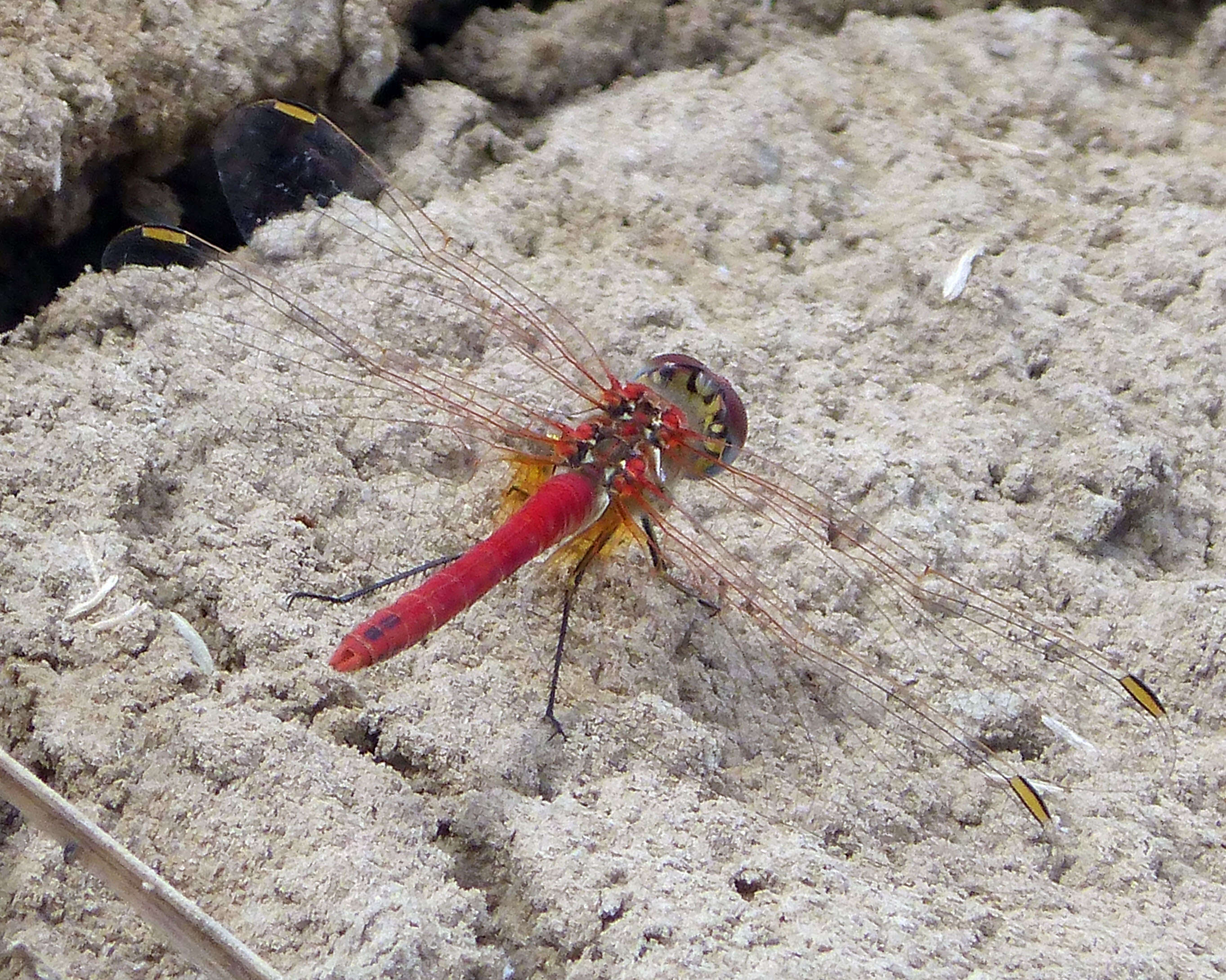 Image of Red-veined Darter