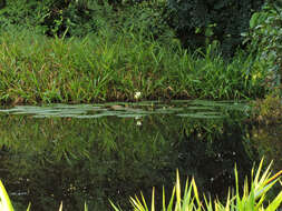 Image of Dotleaf waterlily